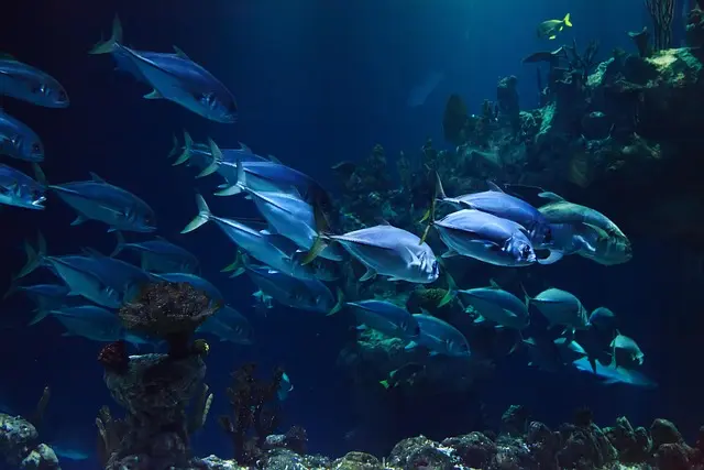 Les Meilleurs Spots de Plongée Sous-Marine à Essayer