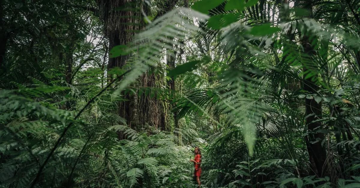 Les Plus Belles Randonnées en Forêt Tropicale