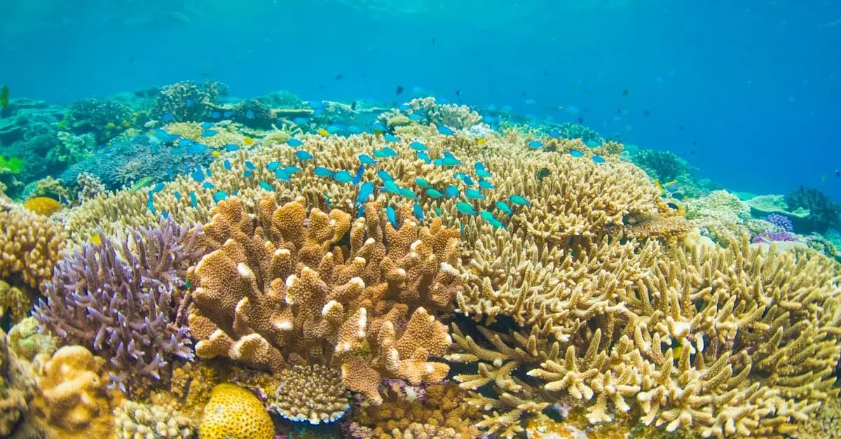 Les Meilleurs Spots de Plongée Sous-Marine