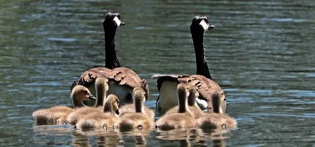 Comment Vivre des Sensations Fortes en Famille